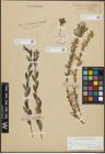 Foto von Salix repens subsp. incubacea (L.) A. Neumann
